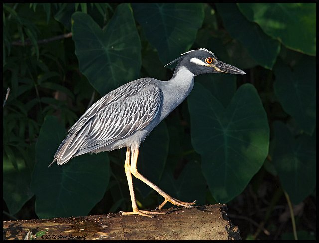 _2SB3802 yellow-crowned night-heron.jpg